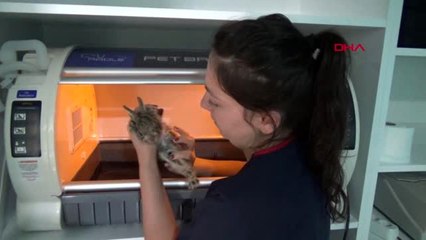 ZONGULDAK YARALI YABAN TAVŞANIN BACAĞINA PLATİN TAKILDI