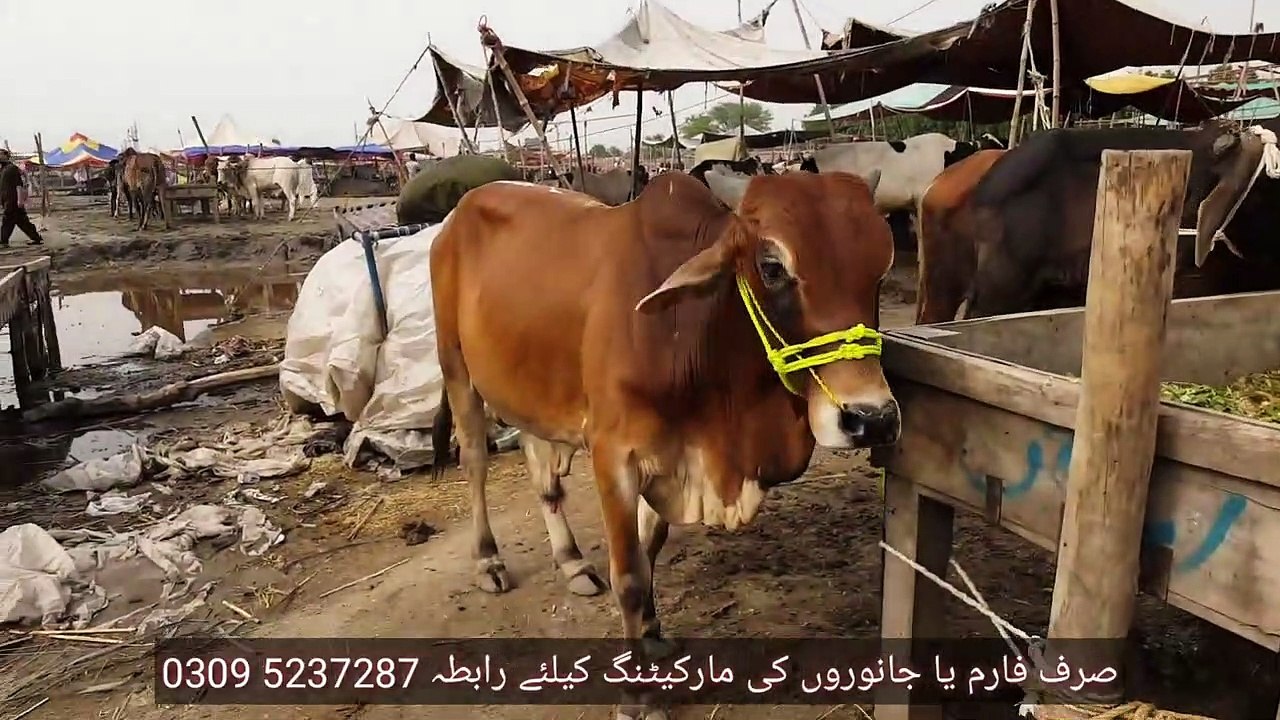 Baarisho men Cow Mandi ki Surat E Haal Kiya ha Bakra Eid 2019 Se Pehlay