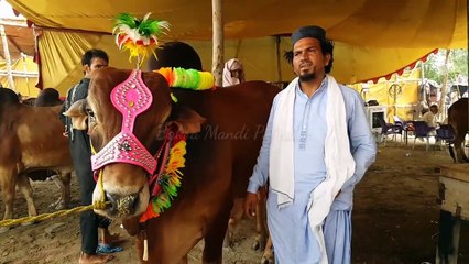 HAJI SAHAB K RATES BATAO HIGH YA LOW - Bakra Mandi Pakistan 2019