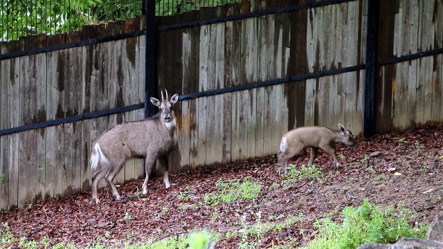 [서울] 서울대공원, '멸종 위기' 산양 자연 번식 성공 / YTN