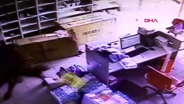 ORDU KAÇAN KURBANLIK BOĞA ORTALIĞI BİRBİRİNE KATTI