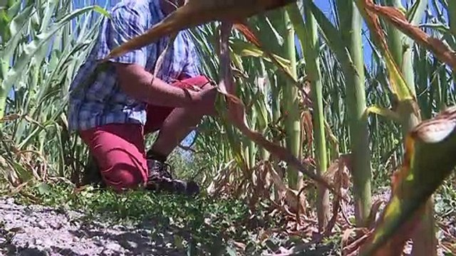 Entre Reims et Verdun, des céréaliers s'adaptent à la canicule