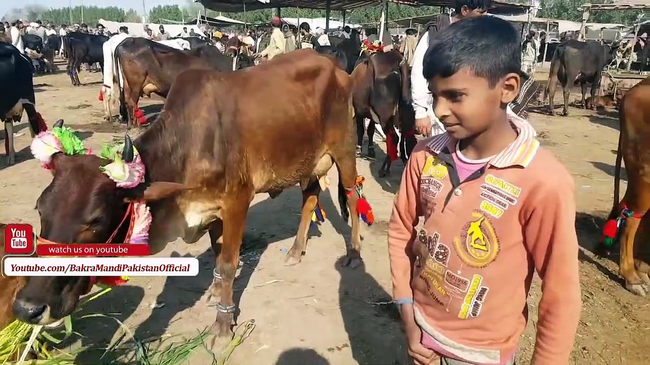SALE AND PURCHASE OF SAHIWAL COWS IN LAHORE BAKRA MANDI 2018 LATEST VIDEO URDU HINDI