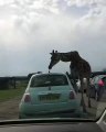 Cette girafe a faim et mange l'antenne d'une voiture. Trop drôle !