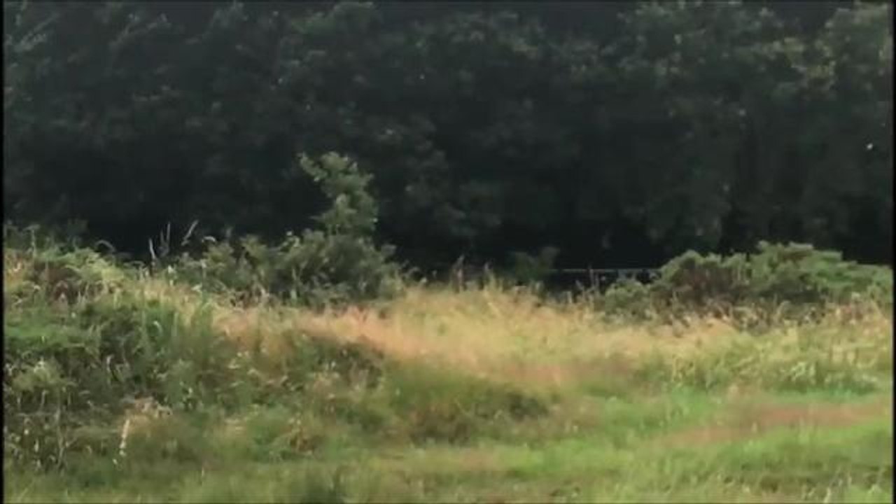 Body in woods