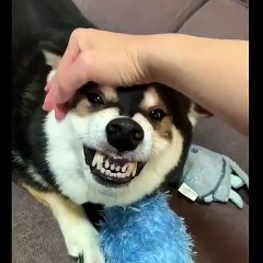 Regardez comment cet homme calme son chien. Surprenant !