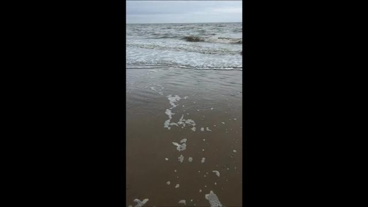 A young seal plays in the waves at Pevensey Bay