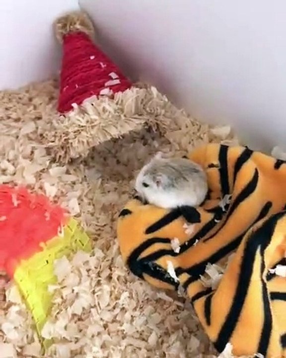 Ce petit hamster n'a peur de rien. Observez sa réaction quand on essaie de l'effrayer !