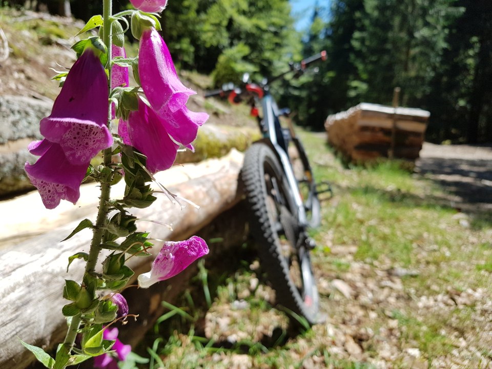 VT'été : la vallée de Saint-Amarin à vélo tout terrain à assistance électrique. La boucle de la Neumatt.