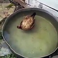 Quand un coq s'endort dans une bassine d'eau, voici ce qui arrive. Trop marrant !