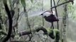 Bel oiseau lyre mâle adulte se toilettant sous une cascade. Superbe !