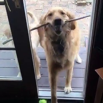 Ce chien ne veut pas jouer avec son petit frère. Trop marrant !