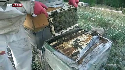 Arı zehri kozmetikten ilaç sanayisine birçok alanda kullanılıyor