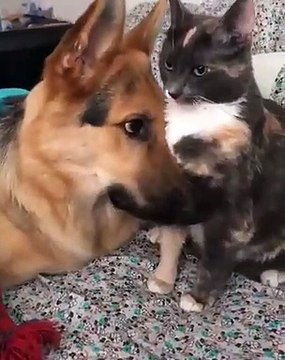 Ce chien veut à tout prix que cette chatte lui donne un câlin. Regardez :