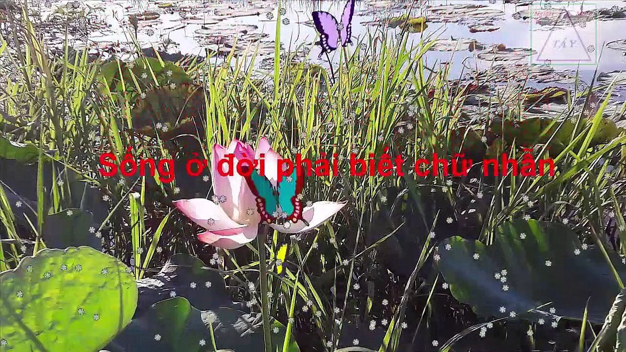 [MTLife] Swallow the bitter pill, eat the leek