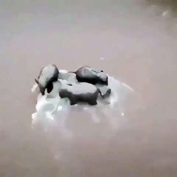 Étonnant ! Ces éléphants essaient difficilement de traverser une rivière !