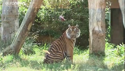 شاهد: نمر يتناول لحما مثلجا تحت شمس حارقة في  حديقة لندن للحيوانات