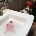 Quand une chienne tient la serviette d'un hérisson pour qu'il prenne un bain. Trop cute !