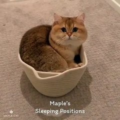 Adorable ! Ce chat trouve toujours la position la plus confortable. A voir !