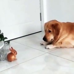 Cette chienne est fascinée par son nouveau lapinou. Trop cute !