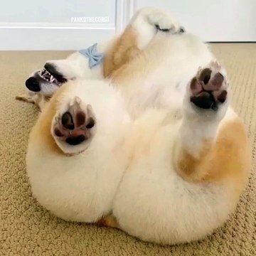 Quand ton chien fait une bêtise et veut se faire pardonner. Trop drôle !