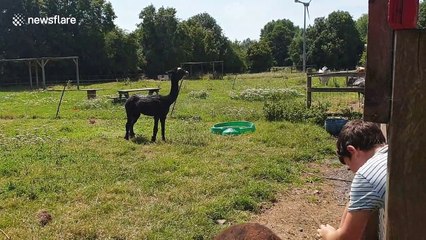 Hot alpaca hosed down to combat UK heatwave at farm in London