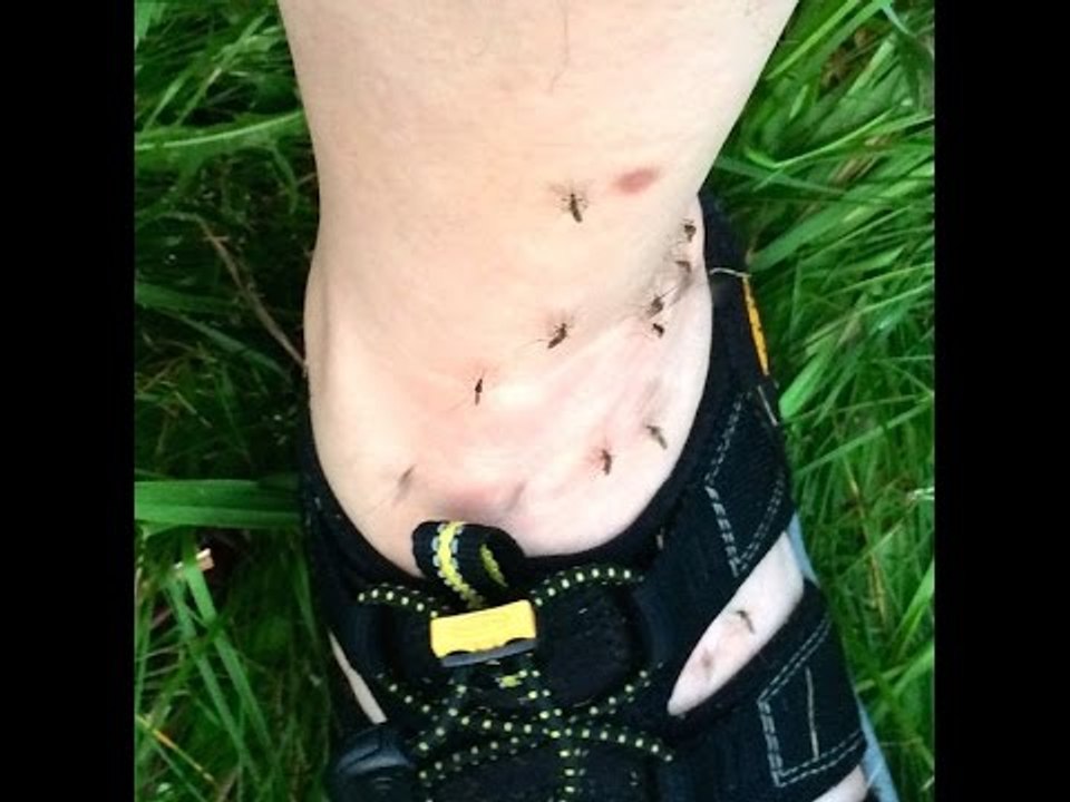 So bleibt dein Zuhause mückenfrei. 3 Zutaten und das Viehzeug ergreift die Flucht!