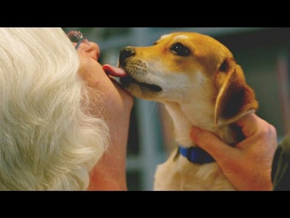 8 Gründe, dich von deinem Hund küssen zu lassen.