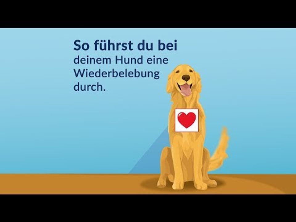 Erste Hilfe - So kannst du deinen Hund wiederbeleben!