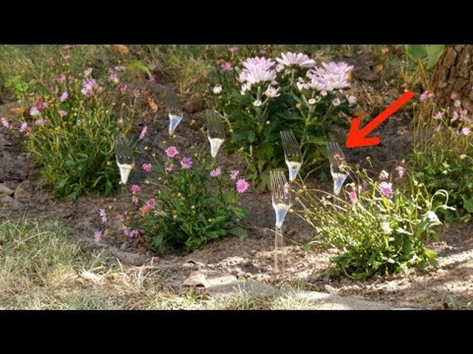Steck die Gabeln ins Beet und dieser Unruhestifter wird nicht mehr rumschnüffeln.