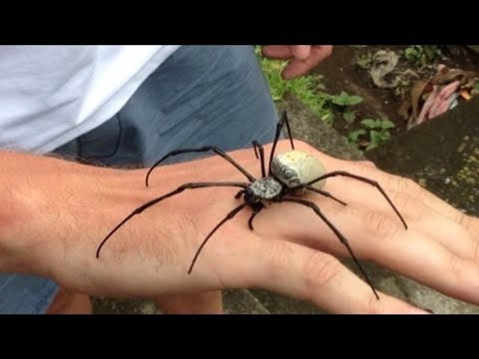 10 Tiere, die die meisten Menschen töten.