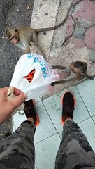 Babyface Monkeys Want to  Figh Me for Food