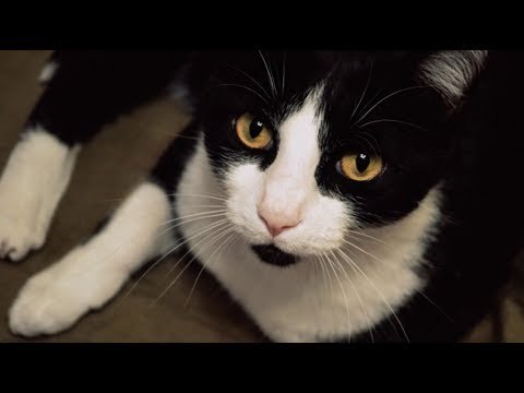 Die 64-Jährige ahnt nicht, was in ihrer Schulter wuchert. Ihr Kater gibt den entscheidenden Hinweis.