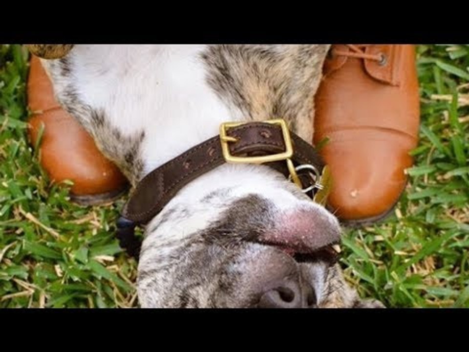 Tierärztin bekommt bei Anblick des Welpen einen Schock...