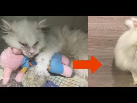 Das Tierheim rät der Frau vom todkrankem Kater ab. 5 Tage später ist er nicht mehr wiederzuerkennen.