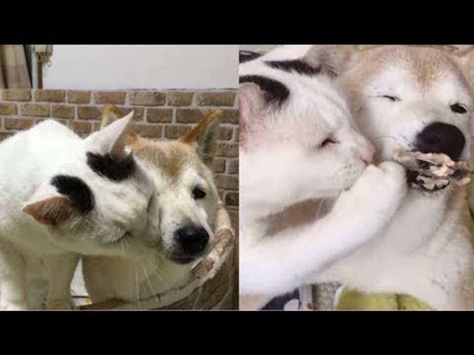 18-jährige Hündin würde nachts ersticken, wenn nicht die Katze wäre. Unfassbar!