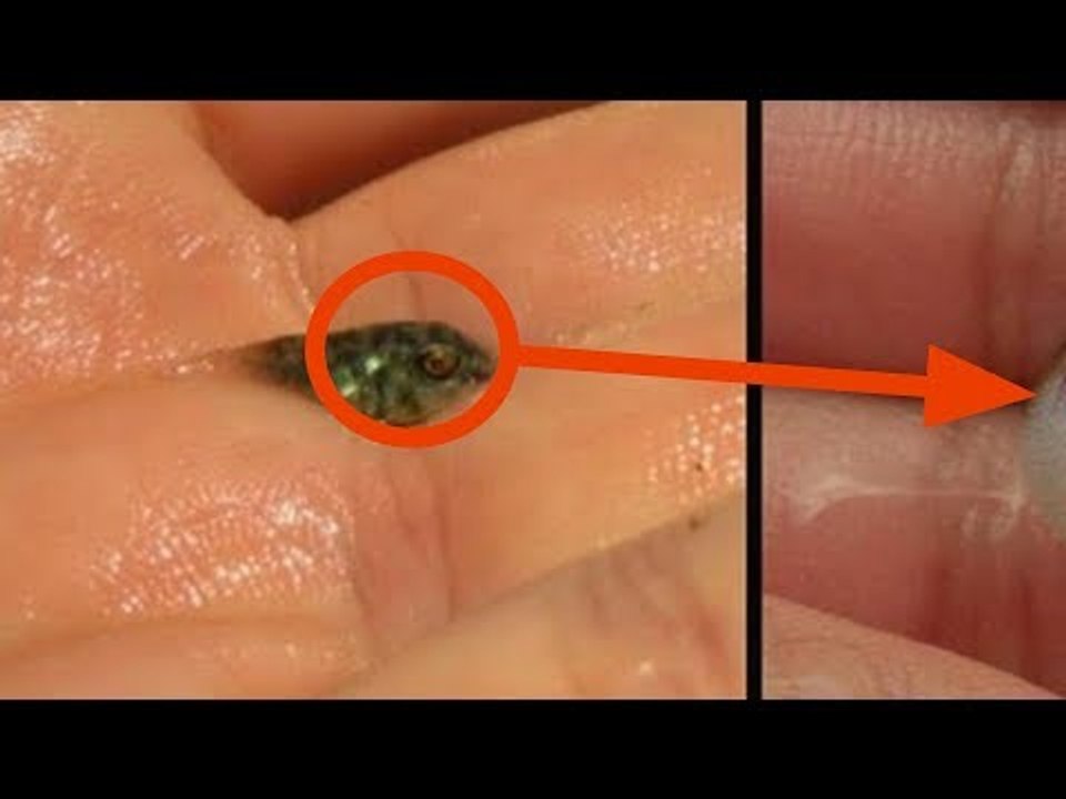 7 Tiere, die zwar süß sind, aber dich töten können.