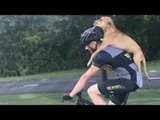 Der Radfahrer findet angefahrenen Hund. Was als nächst...