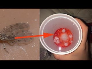 Was in diesem beliebten Getränk drin ist, ist abartig.