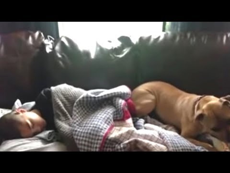 Pitbull rettet 10-Jährigen nach Badewannen-Unfall.