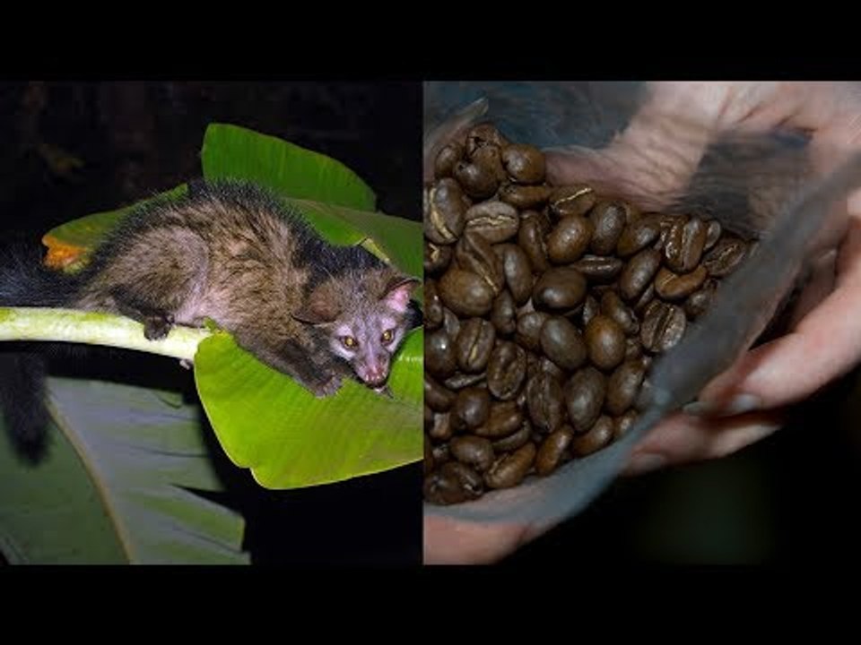 Katzen werden für teuersten Kaffee der Welt gequält.