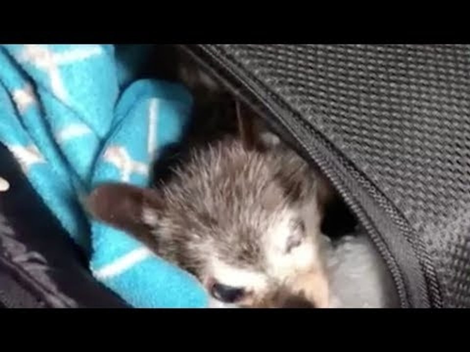 Niemand will diese Kreatur haben. Dieser Frau bricht d...