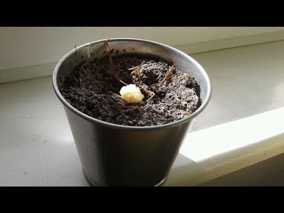 Der Mann bekommt vom Boss einen Samen. 1 Jahr später ist er sprachlos.