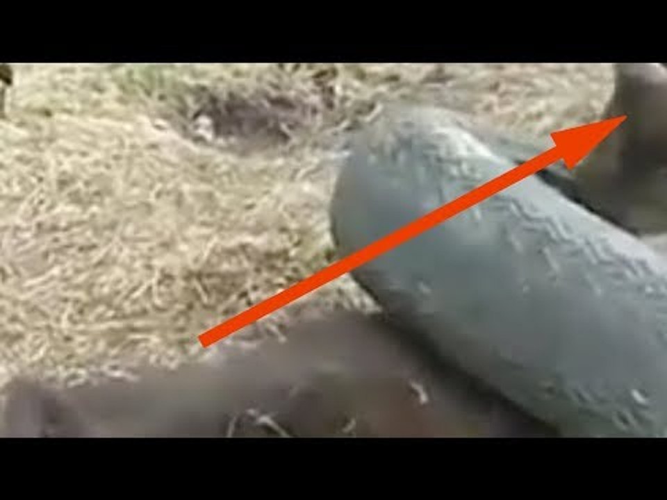 Sie finden ein Tier am Flughafen. 3 Jahre später müssen sie eine schwere Entscheidung treffen.