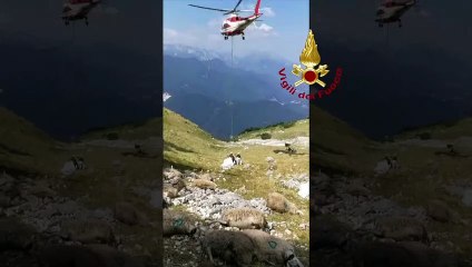 Resia (UD) - Gregge di pecore finisce in un burrone (24.07.19)