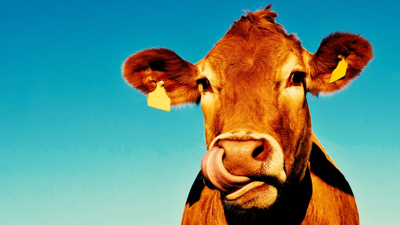 Du bœuf nourri au bœuf dans nos assiettes ? Du soja OGM ? Le vrai / faux du CETA
