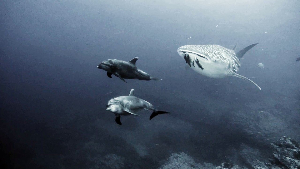 Whale Shark with Dolphin Duo