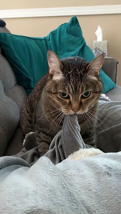Cute Cat has Adorable Rotating Routine