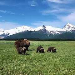 Family of Bears Graze on Grass