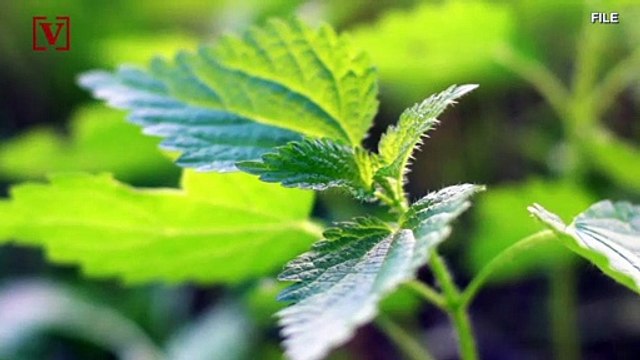 Meat Gone Meatless! Dunkin’ Partners With Beyond Meat To Release Plant-Based Breakfast Sandwich!